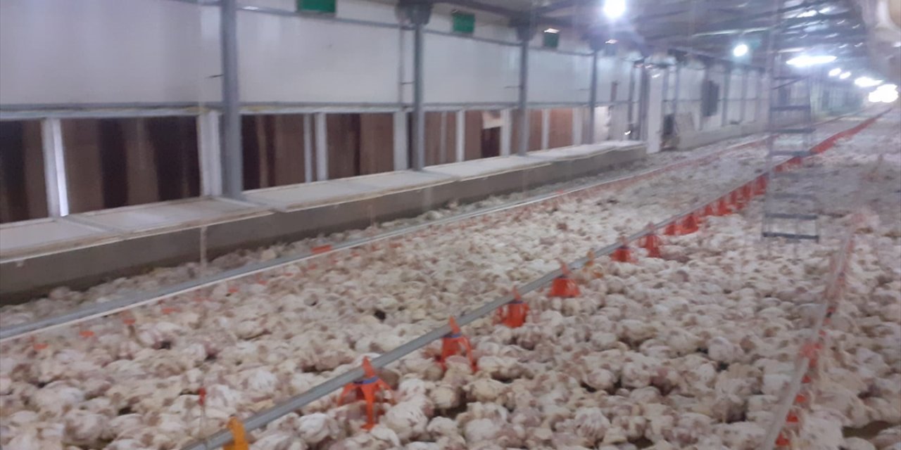 Tavuk çiftliğinde 35 bin hayvan havasızlıktan telef oldu