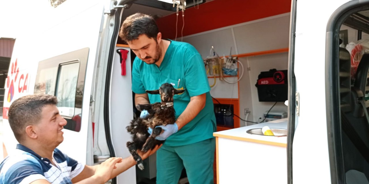 Manavgat'taki yangında yaralanan hayvanların yardımına Konya'nın 'Canbulan'ı koştu