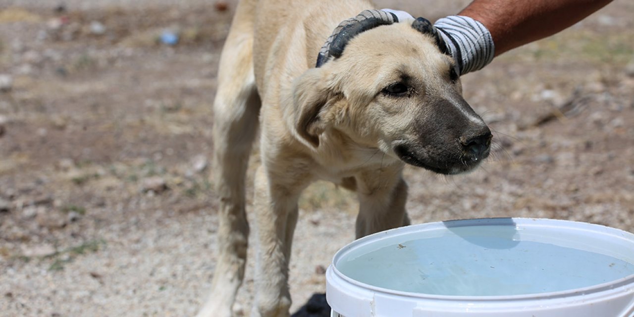 Meram Belediyesi'nden sıcak günlerde sokak hayvanlarına su ve mama takviyesi