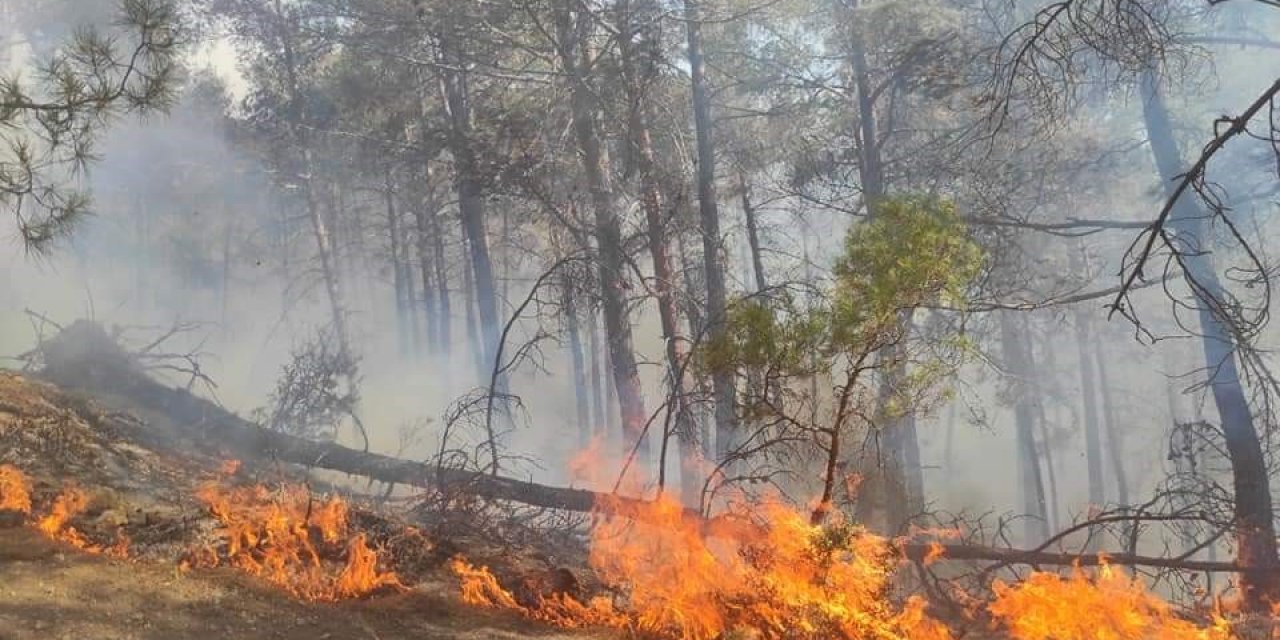 Antalya’da yine orman yangını çıktı