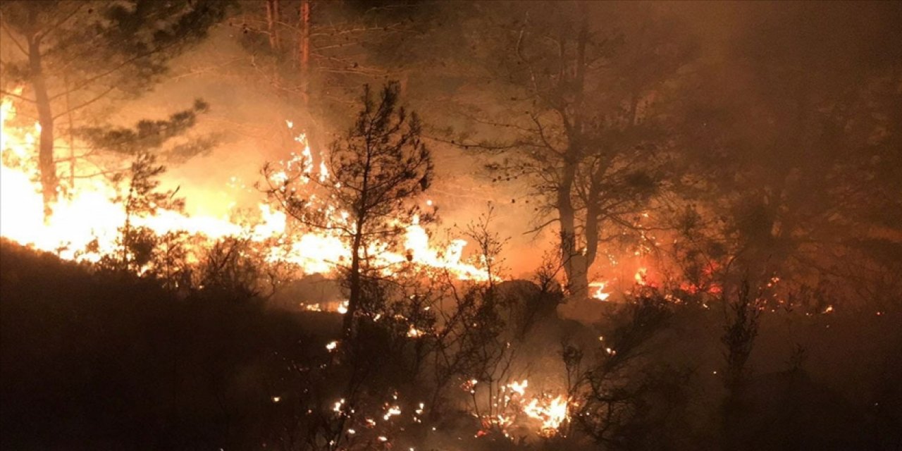 Cezayir'deki orman yangınlarında bilanço ağırlaşıyor! Ölü sayısı 65'e yükseldi