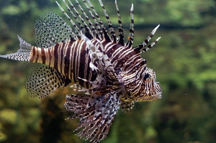 Ölüsü bile öldürüyor! İşte o balık