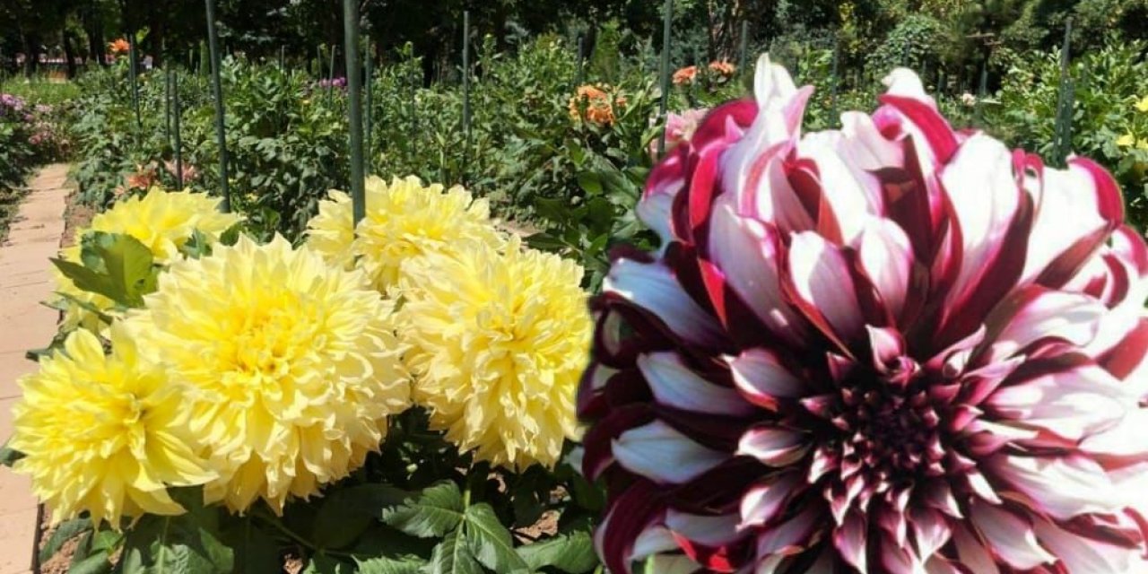 Konya'daki bu parkta yer alan çiçekler dünyanın gözdesi