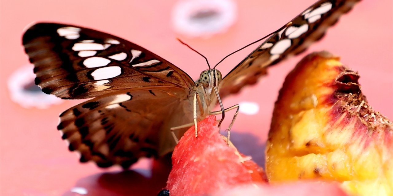 Konya Tropikal Kelebek Bahçesinin narin sakinleri, mevsim meyveleriyle besleniyor