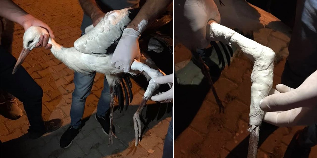 Konya'da yaralı halde bulunan leyleğin bacağı alçıya alındı