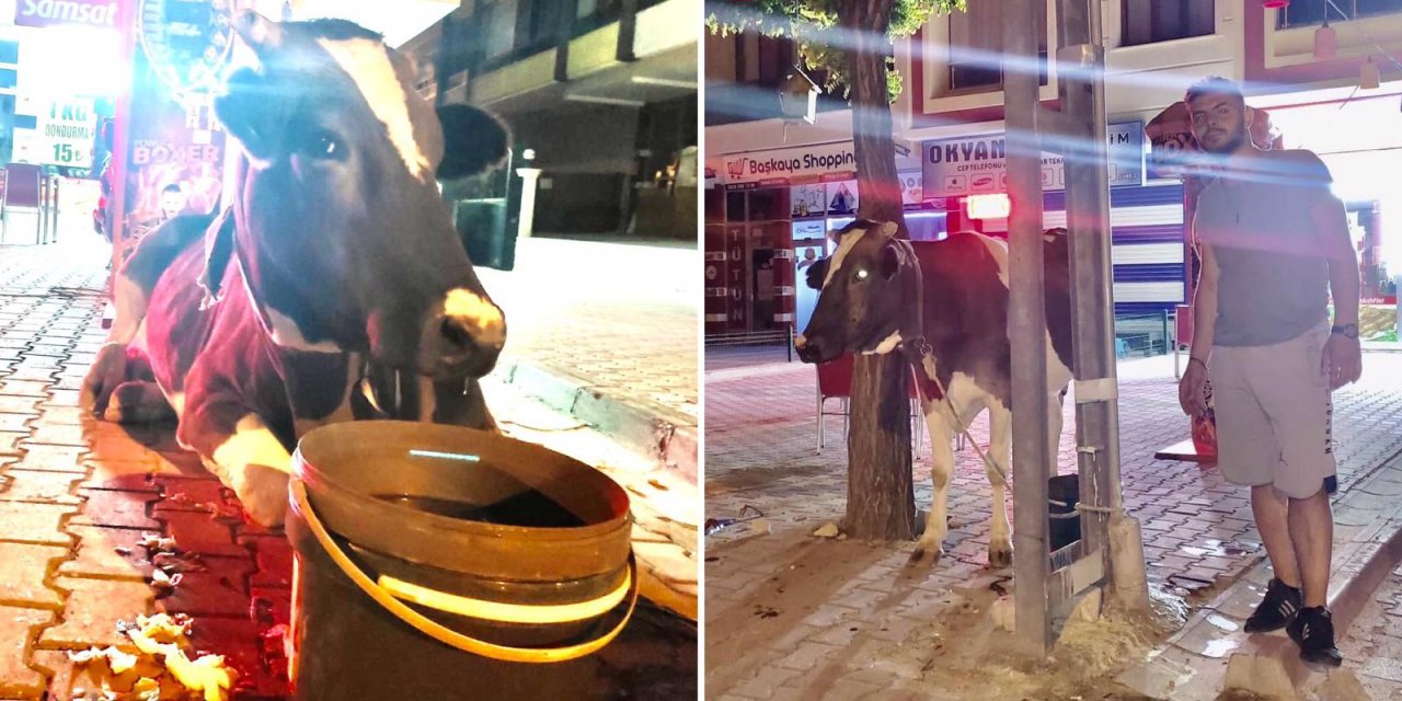 Konyalı esnaf, yolda bulduğu ineğin başında sabaha kadar nöbet tuttu