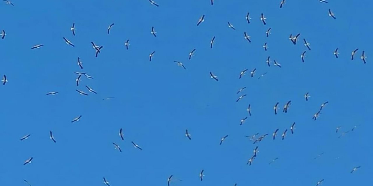 Leyleklerin Konya’dan göç yolculuğu başladı