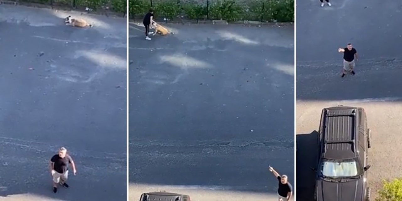 Sosyal medya sokak köpeğine sahip çıkan ‘Daire 16’daki İbrahim Kaya’yı konuşuyor