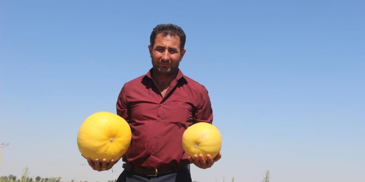 Konya'da alternatif ürün arayan çiftçi merakla başladığı kabak çekirdeği üretiminde mutluluğa ulaştı