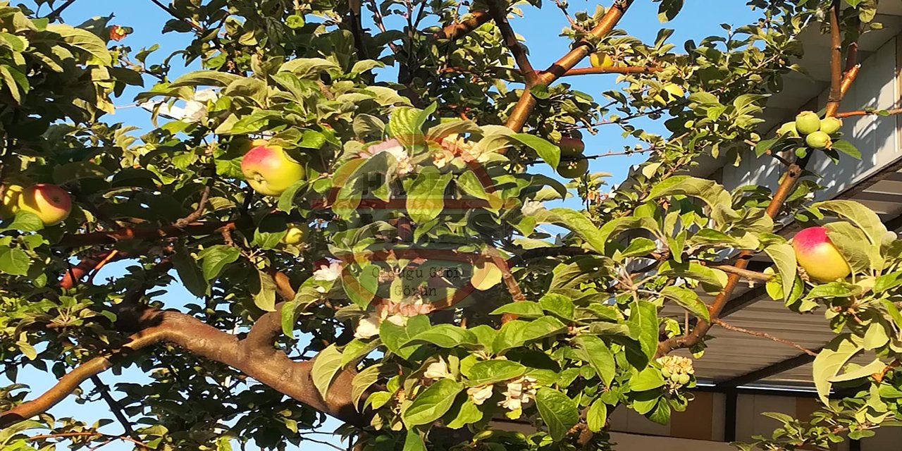 Gören şaşkın! Konya’daki bu ağaçta çiçek, yeni büyüyen ve yetişmiş elma bir arada