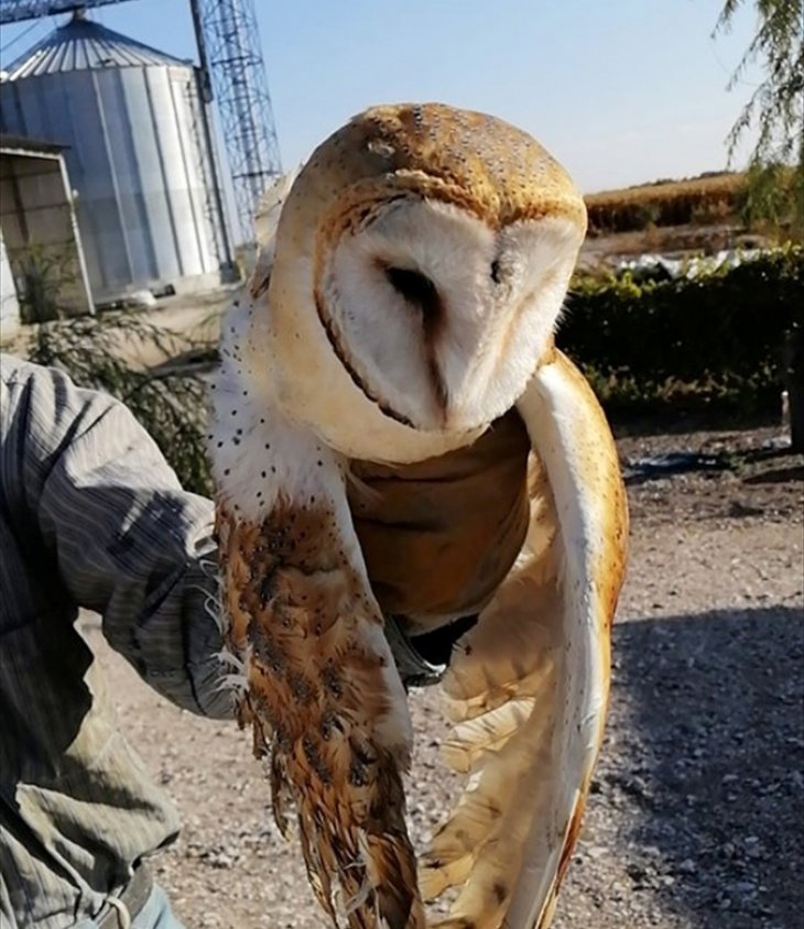 Konya'da yaralı peçeli baykuş tedaviye alındı