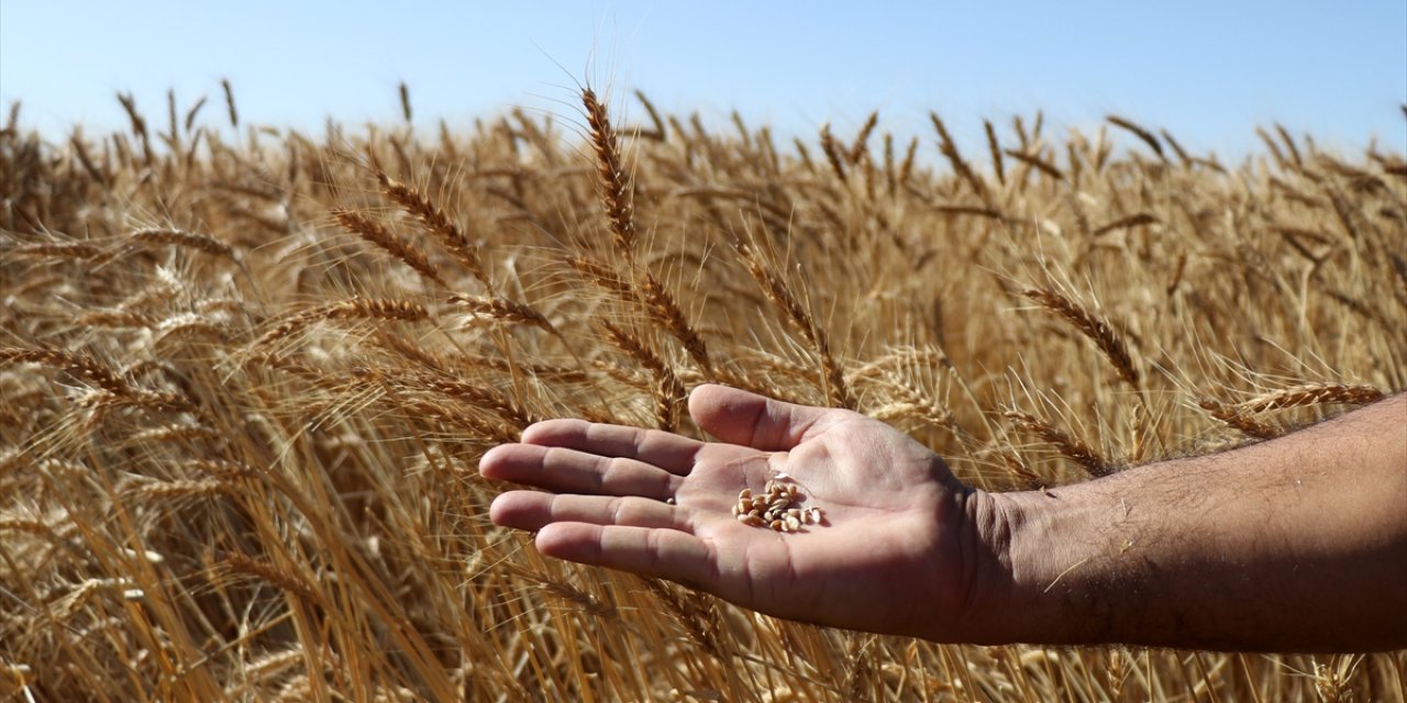 Hasadın günler öncesinde tamamlandığı Konya'da buğday fiyatı yükselişte! İşte son rakamlar