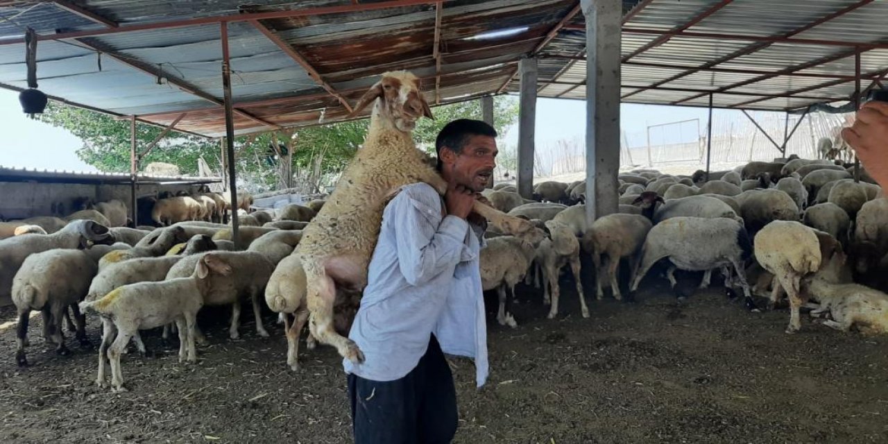 Yorulan koyunu ahıra kadar sırtında taşıdı! İşte o anlar