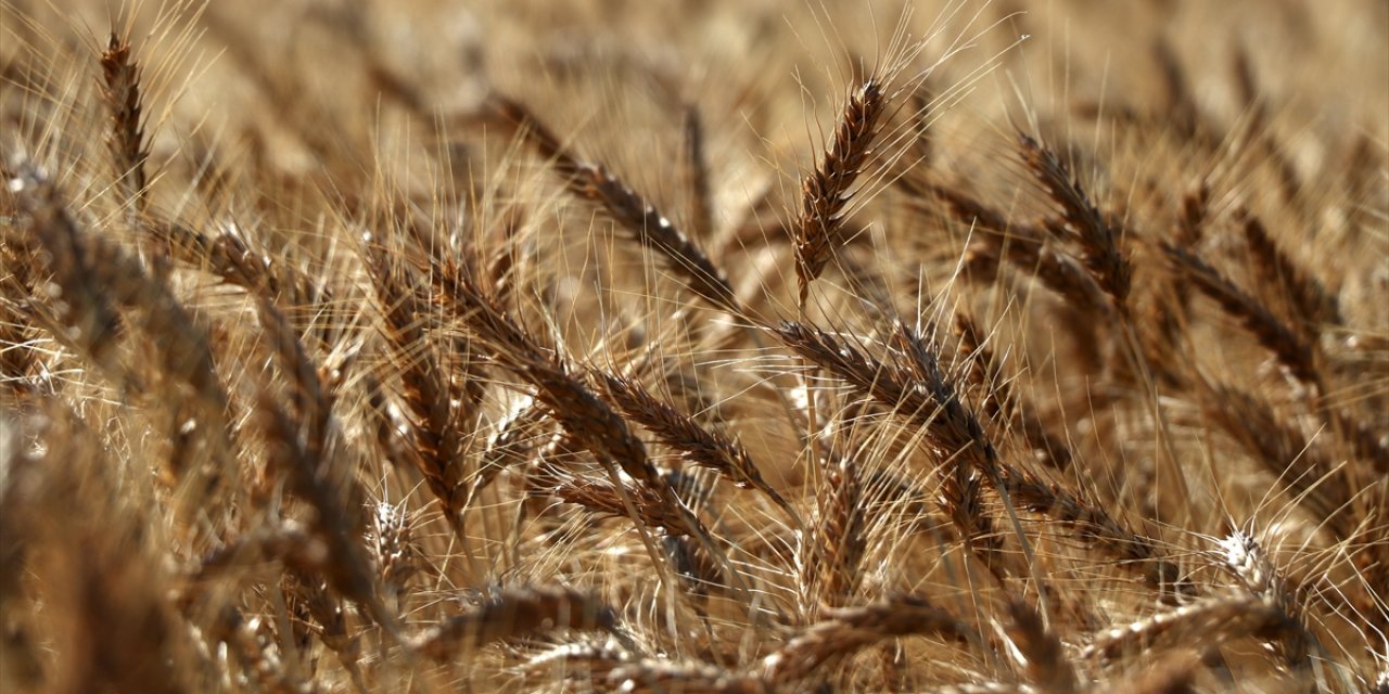 Konya buğday, arpa ve mısır bu fiyatlardan işlem gördü