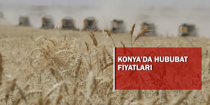 Konya'da buğday ve arpa fiyatlarında son durum