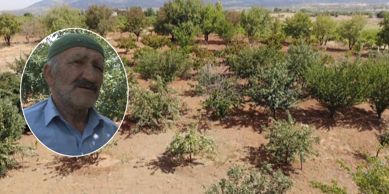 Yer Konya! Merak edip dereden fidan getirdi, şimdi 5 ton hasat yapıyor