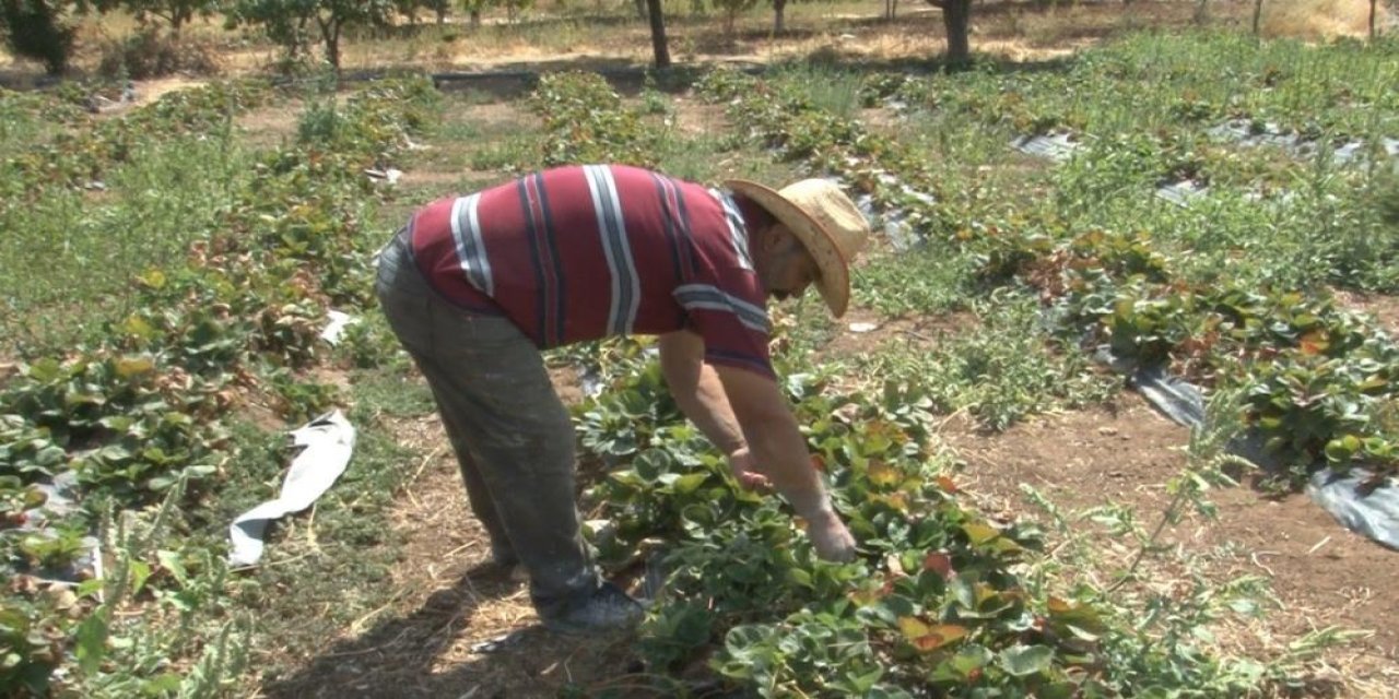 40 yıl gelmediği köyüne kesin dönüş yaparak çilek yetiştirmeye başladı