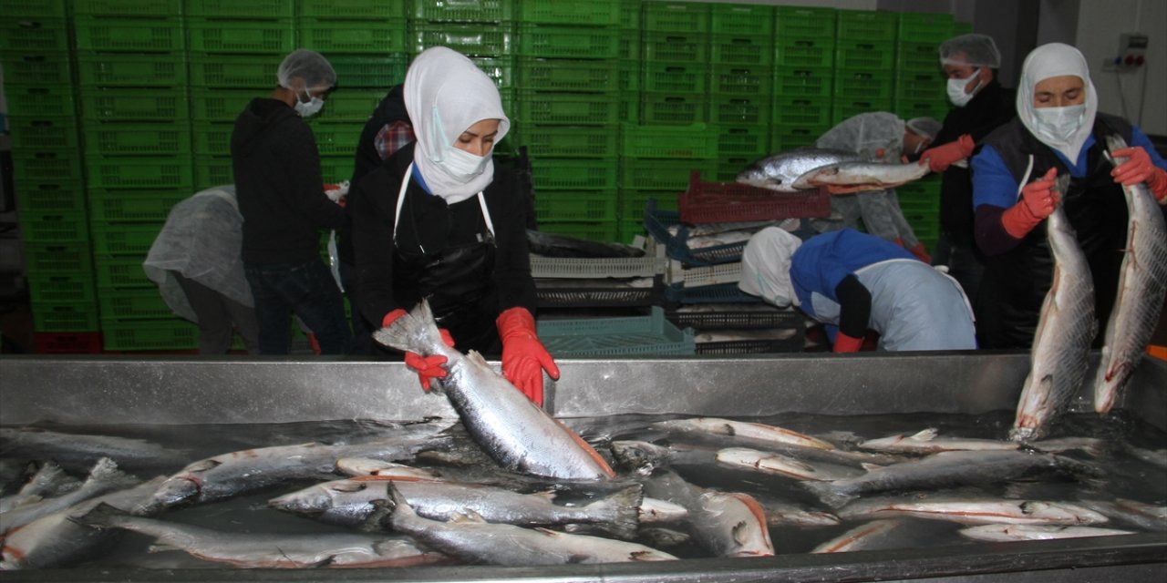 Bozkırın ortasındaki Konya'nın balığı birçok ülkeden talep görüyor