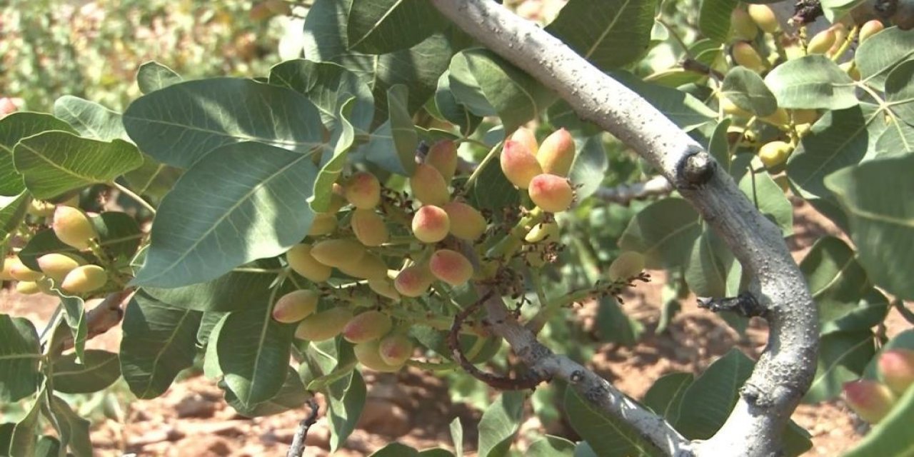 Aşılama yaptılar, beklediklerinden fazla ürün alıp kilosunu 70 liradan sattılar