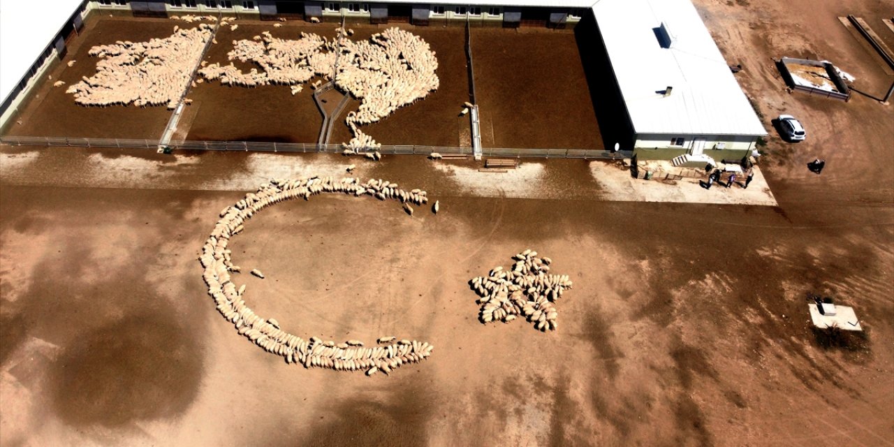 Konya'da yerli küçükbaş ırkların ıslah çalışmalarındaki başarıya böyle dikkat çekildi