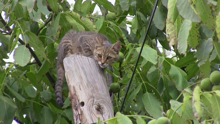 Mahalle halkı, telefon hattı direğine çıkan kedi için seferber oldu