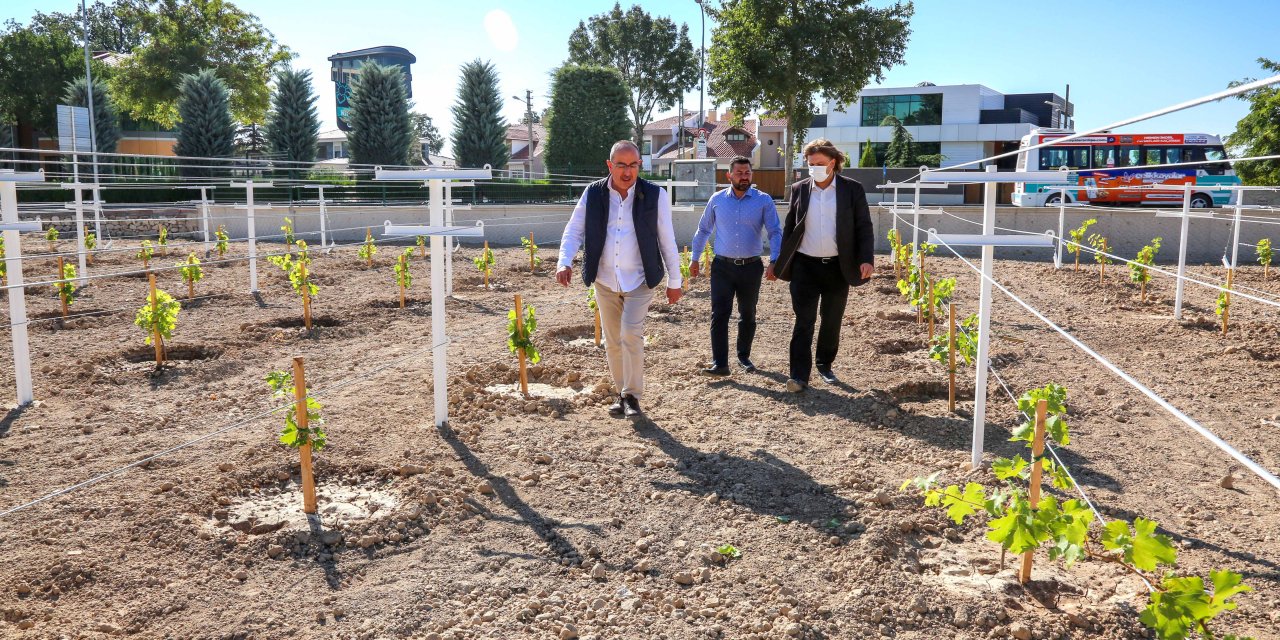 Konya'nın dillere destan Meram Bağları yeniden hayat buluyor