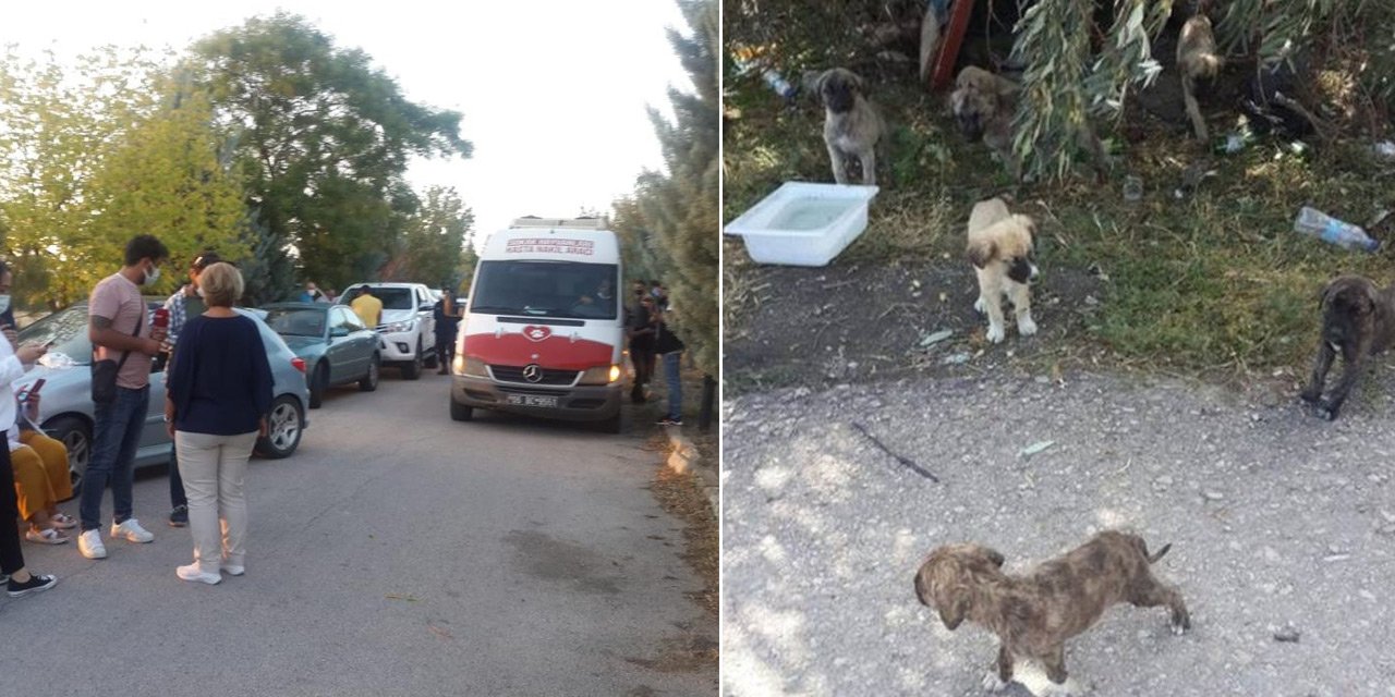 Göz göre göre ölüm! Kulu Belediyesi'ne ait araçla yol kenarına bırakılan yavru köpekler ezilerek can verdi