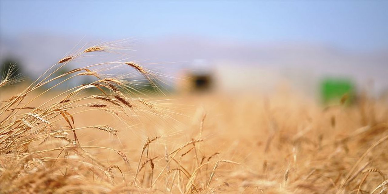 Konya'daki buğday, arpa, mısır ve fasulye fiyatlarında son durum