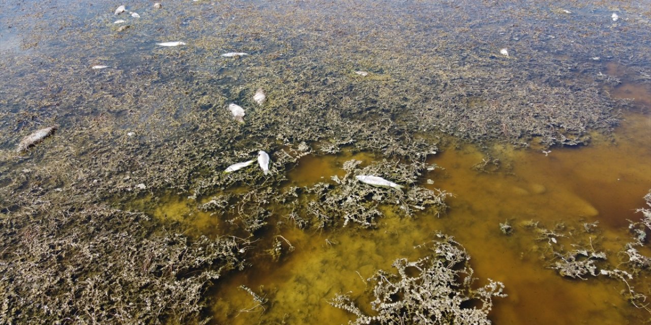 Beyşehir Gölü'ndeki durum içler acısı! Kuruyan alanlarda yüzlerce balık telef oldu