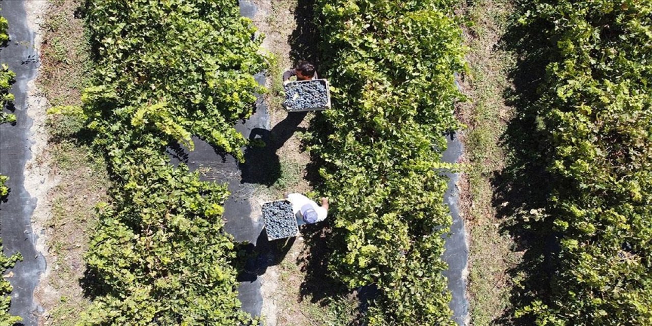 Tescilli 'Cimin'de kuraklığa rağmen verim kaybı yaşanmadı