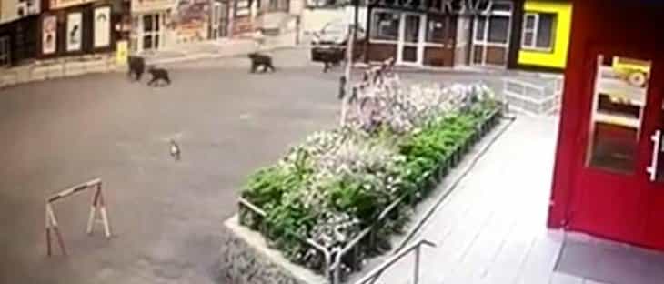 Şehre inen ayılar ortalığı birbirine kattı