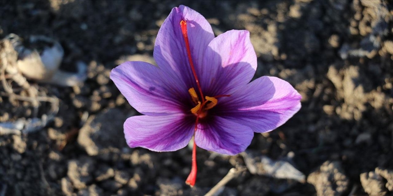 'Mucize bitki' çiçek açtı