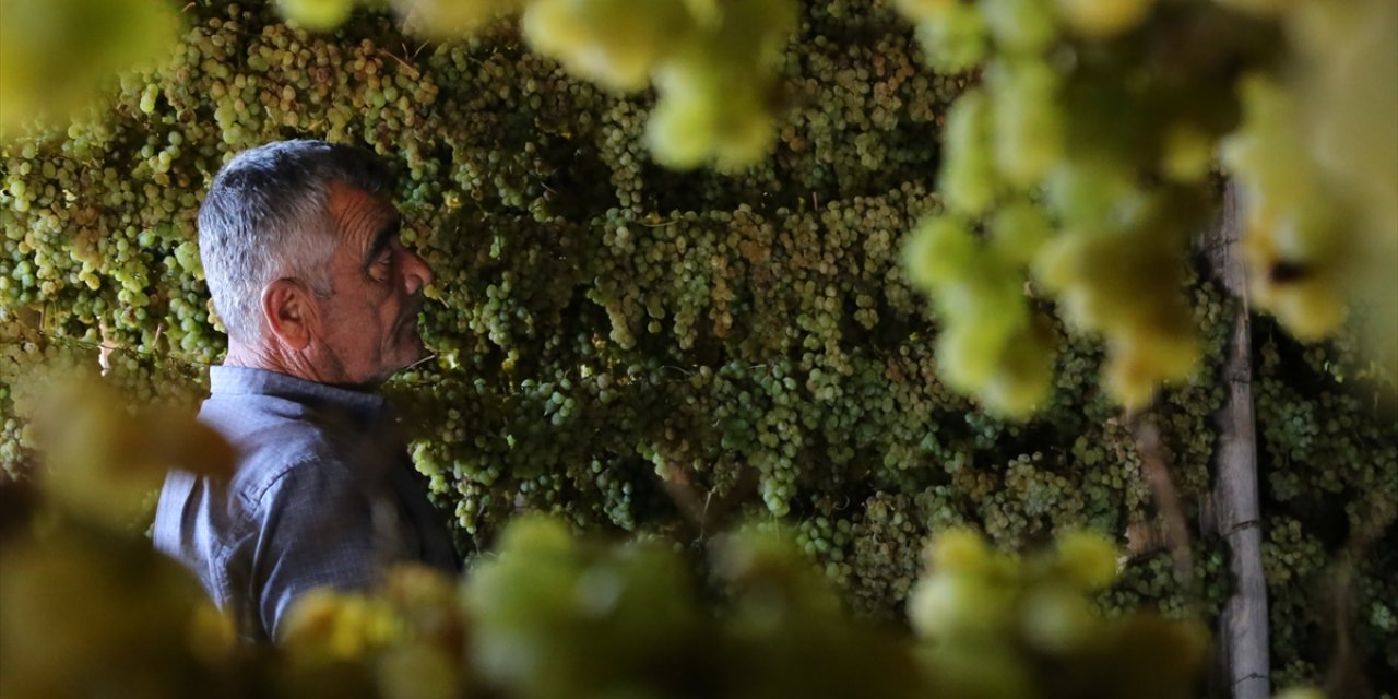 Toprak yapısı ve güneş ışığı ortalaması ile Türkiye'de sadece Konya'nın bu mahallesinde yetiştiriliyor