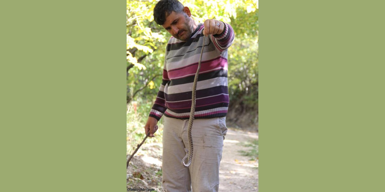 Yolda gördüğü yılanı yakalayıp elinde oynadı: Sen nasıl tatlı bir şeysin!