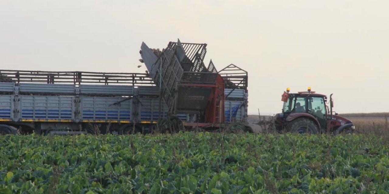 Şeker pancarının üretim üssü Konya'da hasat zamanı