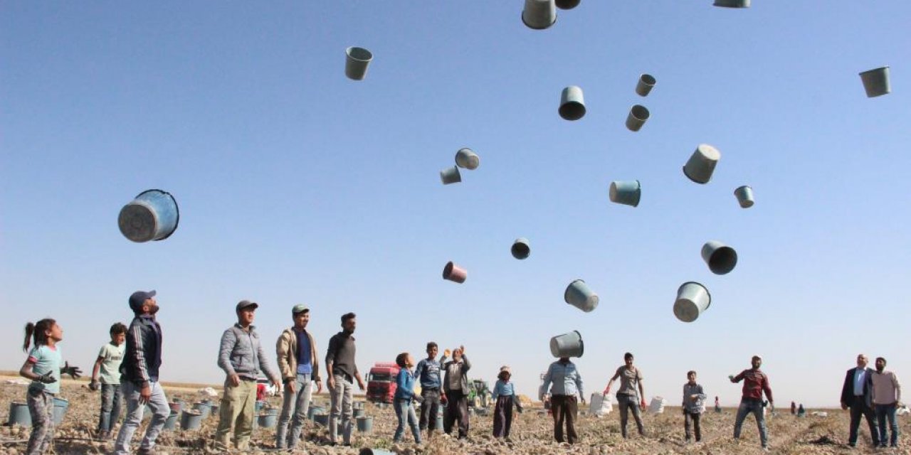 Hasat bu renkli görüntüyle başladı