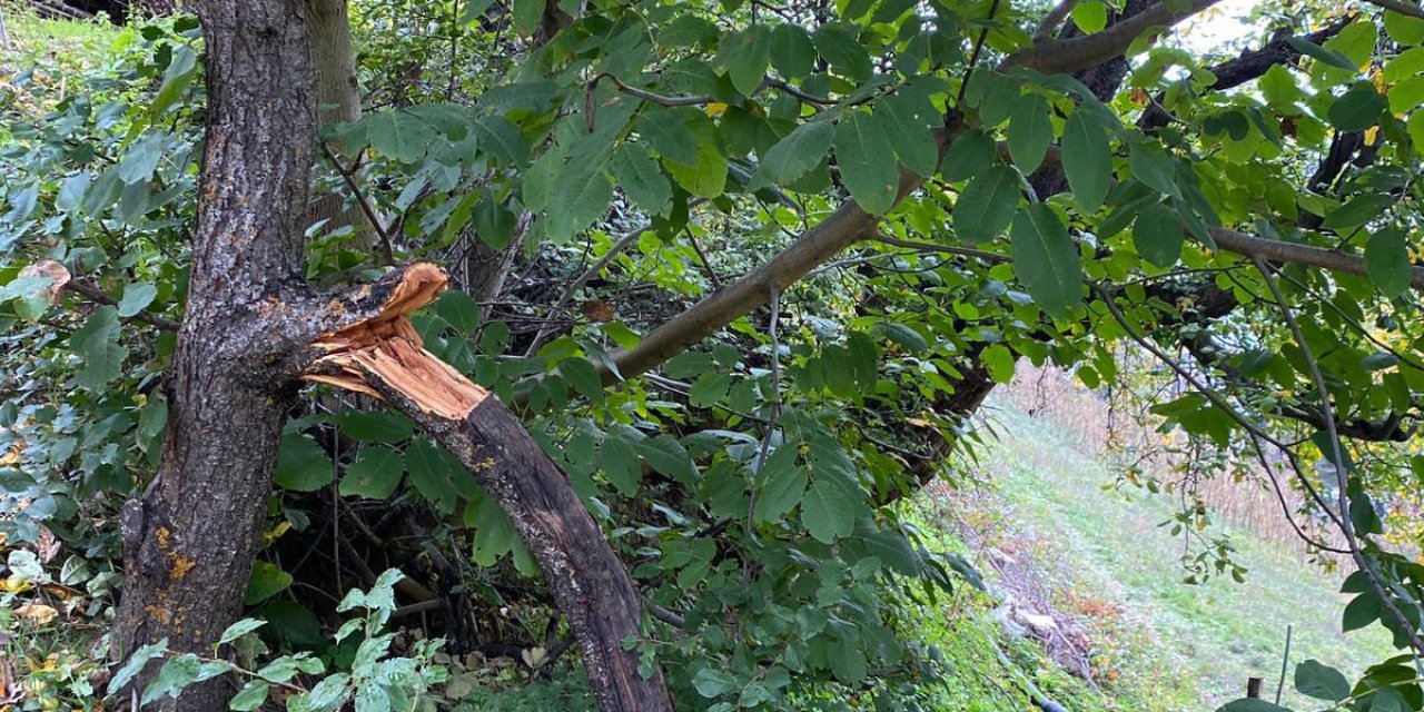 Budamak için çıktığı ağaçtan düşen kadın hayatını kaybetti