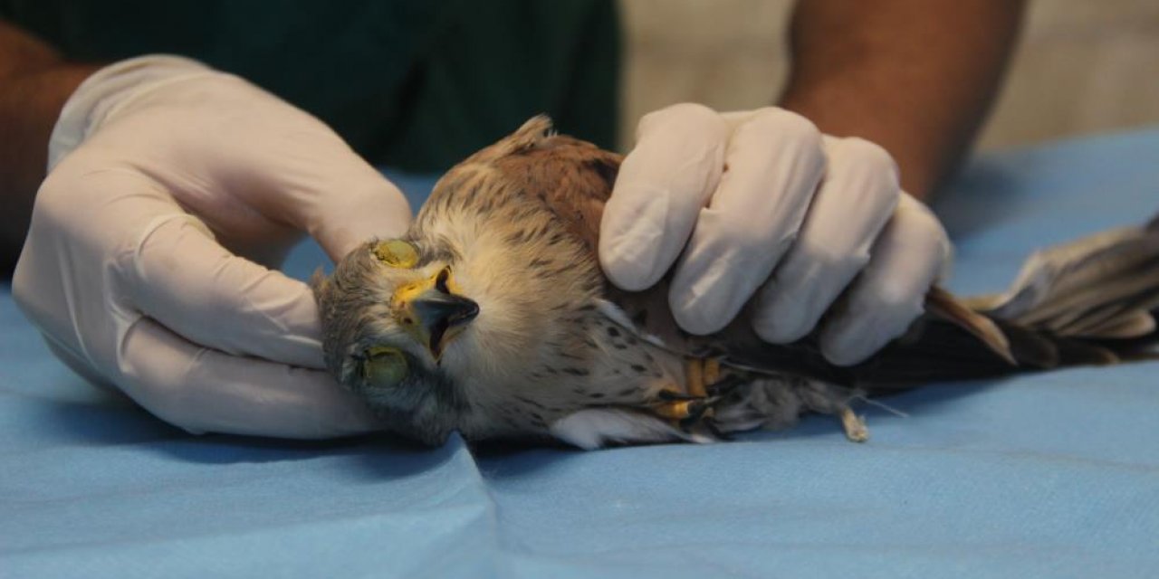 Konya’da atmacaya akıl almaz işkence! Göz kapaklarını dikip ayaklarını bağlamışlar