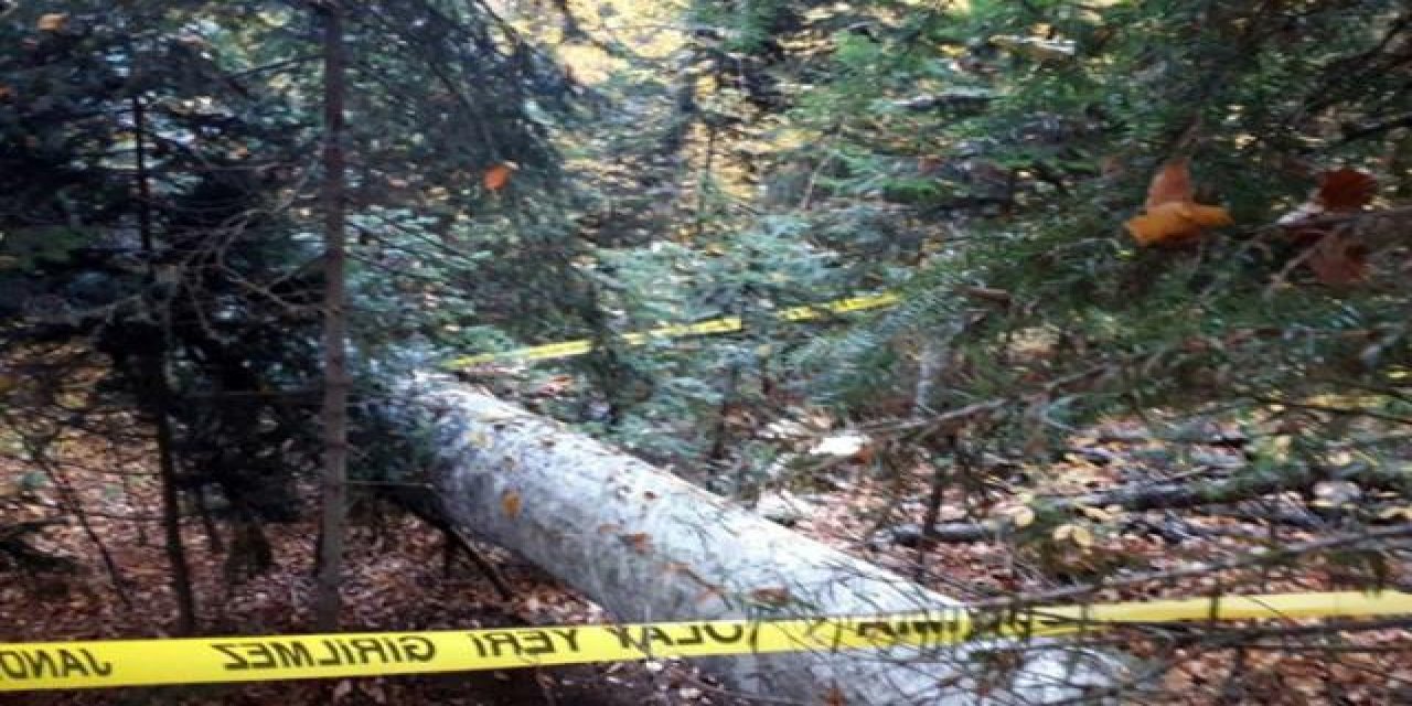 Kestiği ağacın altında kalarak can verdi