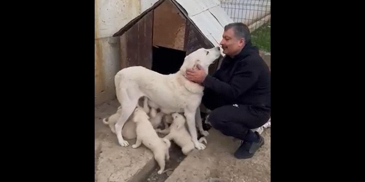 Sağlık Bakanı Koca'nın '7 yavru köpek' sevinci