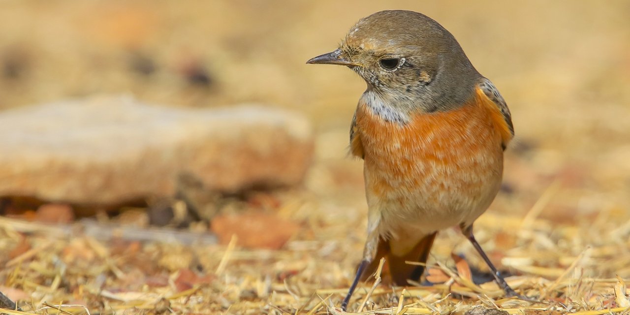 Redstart spotted while feeding in Mardin