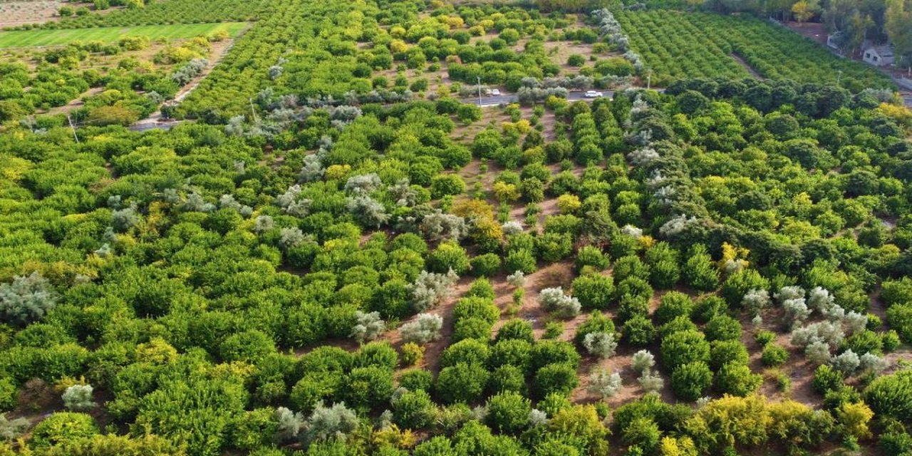 Tarladaki fiyatı 3 liradan 40 kuruşa düştü, yine de alan yok! Dalında çürüyor