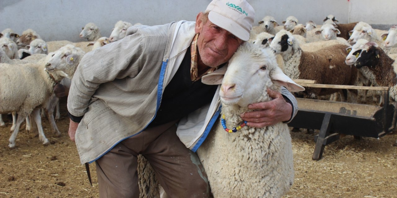 Konya'da ağıla giren kurtlar çok sayıda koyunu telef etti