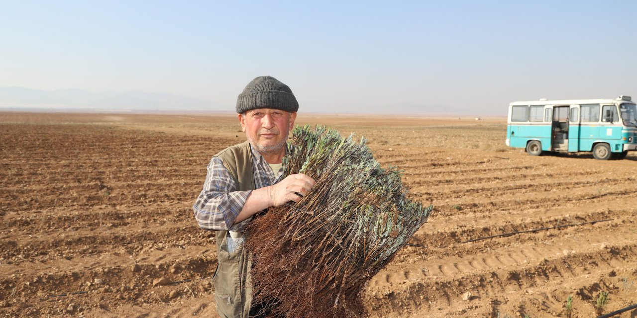 Konya'nın iki ilçesindeki üreticiye 540 bin lavanta fidesi desteği