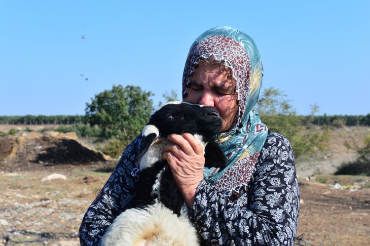 40 koyunu çalınan kadın gözyaşlarına boğuldu