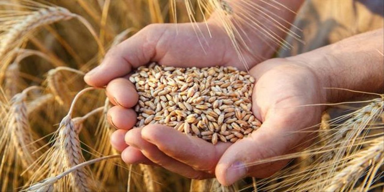 Konya'da ralli yapan buğdayın fiyatında son durum