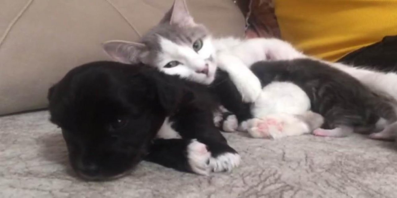 Konya’da ölmek üzereyken bulunan yavru köpeğe, kedi annelik yapıyor