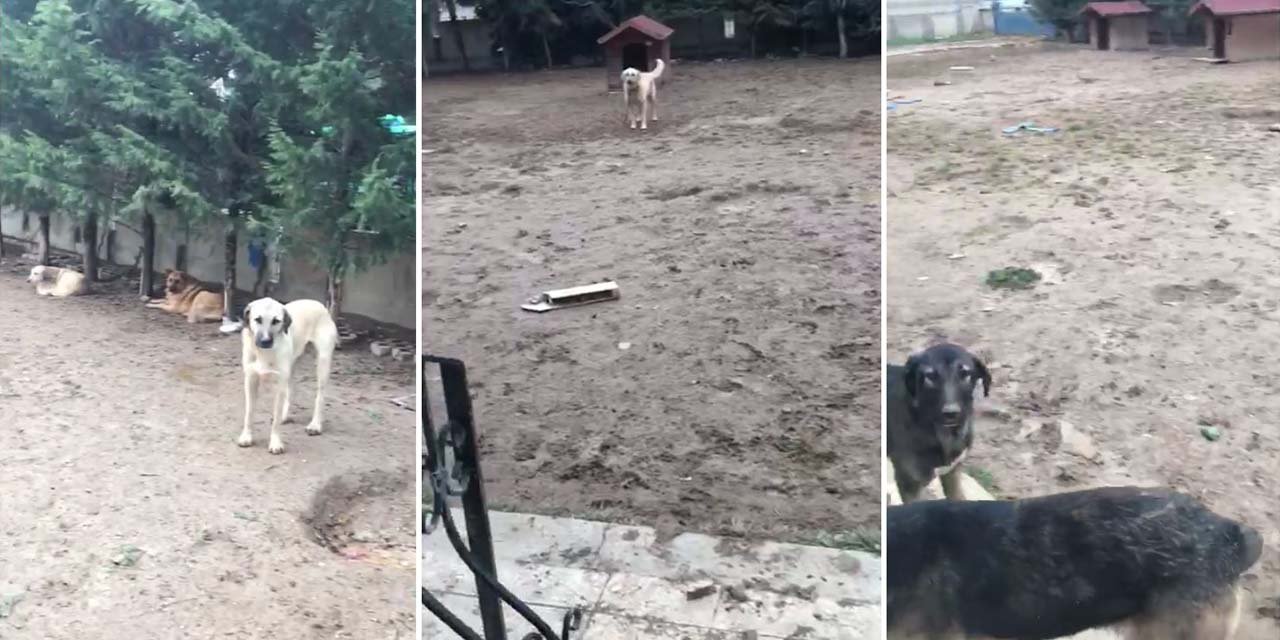 Konya’da bir villanın bahçesinde bulunan 16 köpek koruma altına alındı