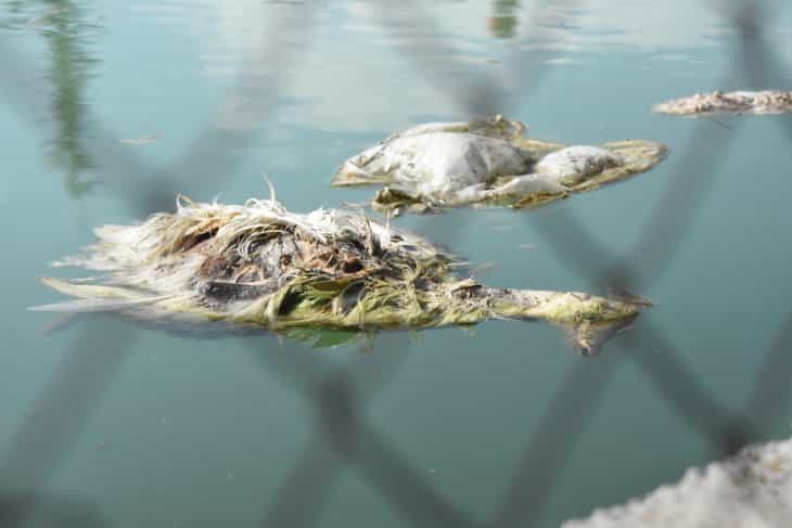 Konya’da onlarca ördek sulama havuzunda ölü bulundu