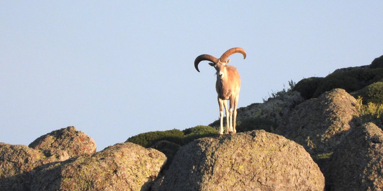 Konya’da 7 yaban koyunu ile 3 yaban keçisi avına ilişkin ikinci karar verildi